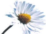 ÖKO-SAN Flower